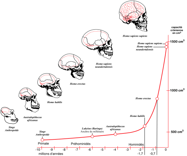 Az emberi agy fejlődése a paleolit korig.